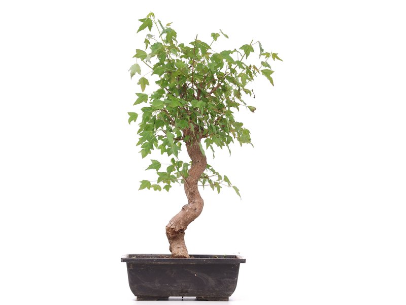 Acer buergerianum, 40 cm, ± 12 jaar oud