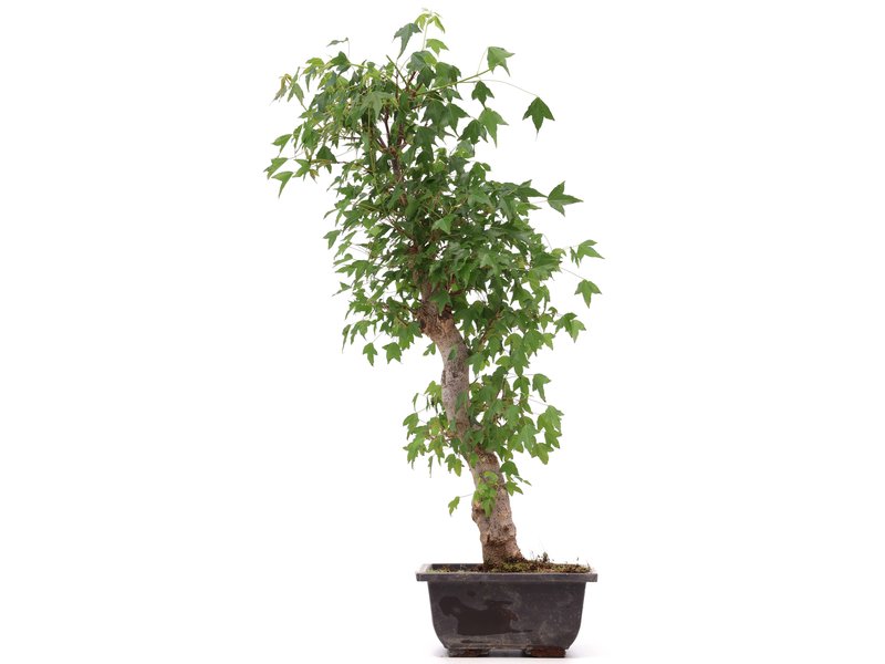 Acer buergerianum, 50 cm, ± 12 Jahre alt