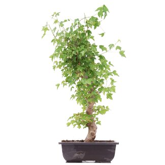 Acer buergerianum, 45 cm, ± 12 anni