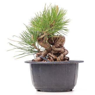 Pinus thunbergii, 12 cm, ± 18 jaar oud