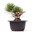 Pinus thunbergii, 12 cm, ± 18 años