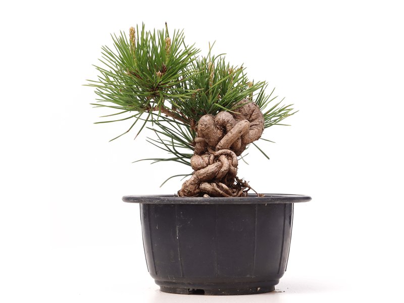 Pinus thunbergii, 12 cm, ± 18 Jahre alt