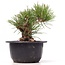 Pinus thunbergii, 12 cm, ± 18 jaar oud