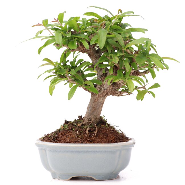 Punica granatum, 11 cm, ± 8 años