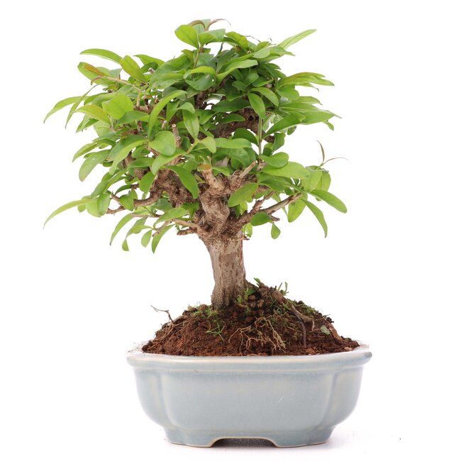 Punica granatum, 11 cm, ± 8 years old