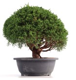 Juniperus chinensis Kishu, 24 cm, ± 18 jaar