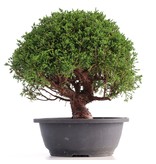 Juniperus chinensis Kishu, 26 cm, ± 18 Jahre alt