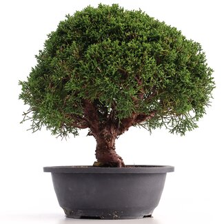 Juniperus chinensis Kishu, 28 cm, ± 18 anni