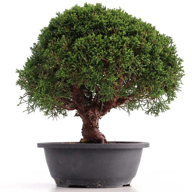 Juniperus chinensis Kishu, 28 cm, ± 18 years old