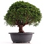 Juniperus chinensis Kishu, 28 cm, ± 18 jaar