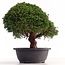 Juniperus chinensis Kishu, 28 cm, ± 18 años