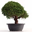 Juniperus chinensis Kishu, 28 cm, ± 18 years old