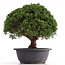 Juniperus chinensis Kishu, 28 cm, ± 18 jaar