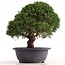 Juniperus chinensis Kishu, 28 cm, ± 18 ans