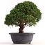 Juniperus chinensis Kishu, 28 cm, ± 18 jaar