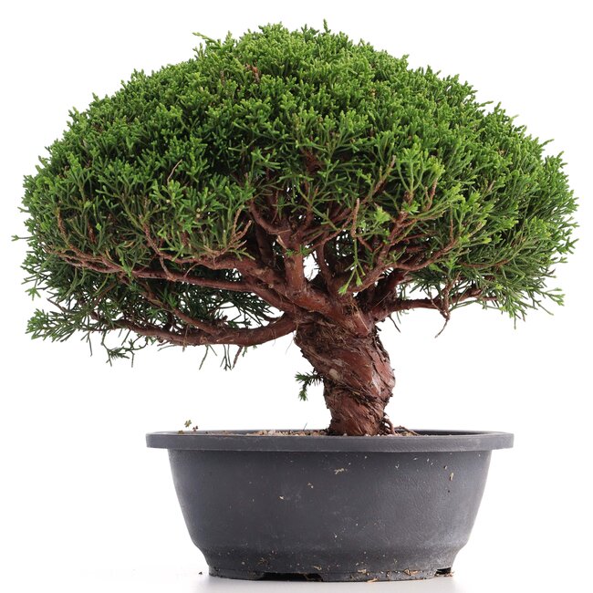 Juniperus chinensis Kishu, 24 cm, ± 18 Jahre alt