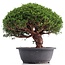 Juniperus chinensis Kishu, 24 cm, ± 18 jaar