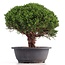 Juniperus chinensis Kishu, 24 cm, ± 18 años