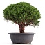 Juniperus chinensis Kishu, 24 cm, ± 18 Jahre alt