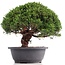 Juniperus chinensis Kishu, 24 cm, ± 18 anni