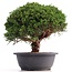 Juniperus chinensis Kishu, 24 cm, ± 18 anni