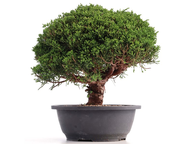 Juniperus chinensis Kishu, 24 cm, ± 18 Jahre alt