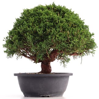 Juniperus chinensis Kishu, 25 cm, ± 18 anni