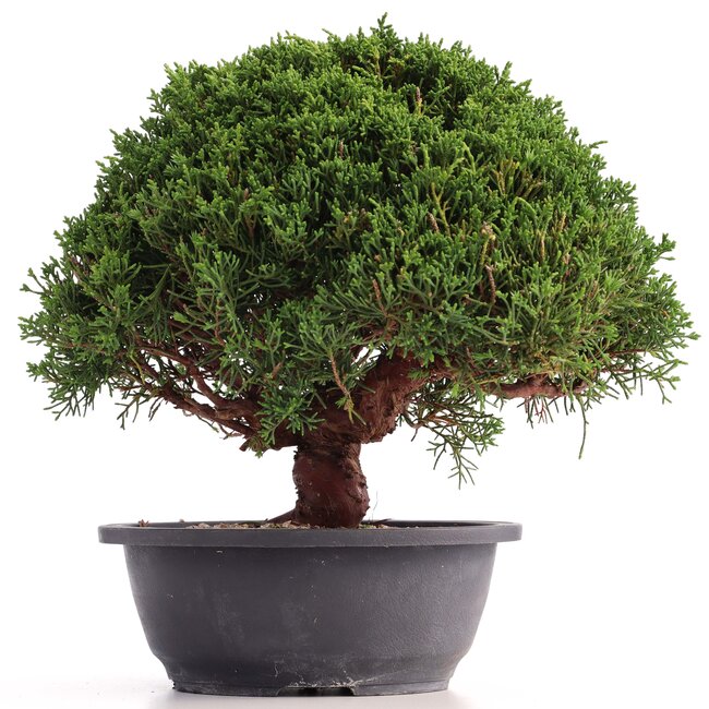Juniperus chinensis Kishu, 25 cm, ± 18 años