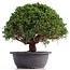 Juniperus chinensis Kishu, 25 cm, ± 18 anni