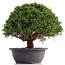 Juniperus chinensis Kishu, 25 cm, ± 18 años