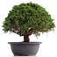 Juniperus chinensis Kishu, 25 cm, ± 18 years old