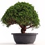 Juniperus chinensis Kishu, 25 cm, ± 18 años