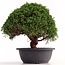Juniperus chinensis Kishu, 25 cm, ± 18 years old