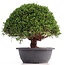 Juniperus chinensis Kishu, 25 cm, ± 18 años