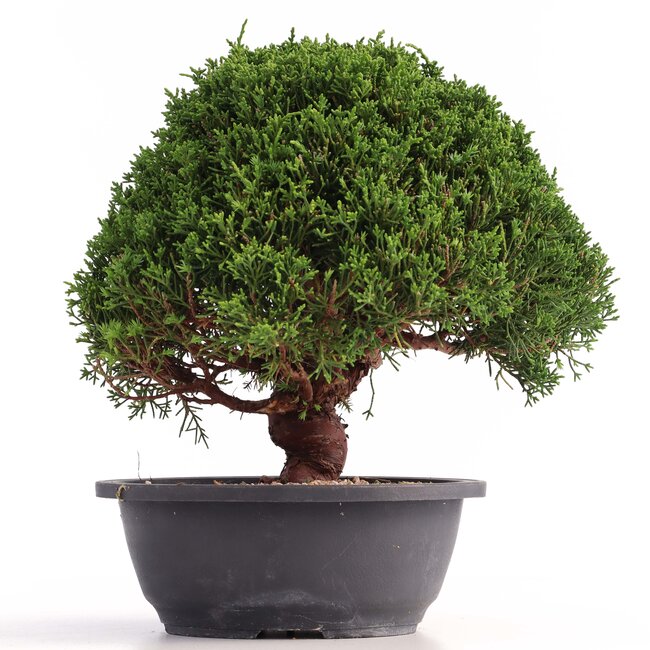 Juniperus chinensis Kishu, 25 cm, ± 18 anni