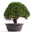 Juniperus chinensis Kishu, 25 cm, ± 18 anni