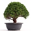 Juniperus chinensis Kishu, 25 cm, ± 18 años
