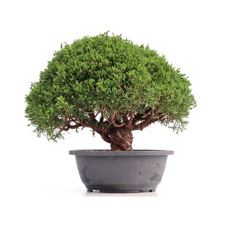 Juniperus chinensis Kishu, 25 cm, ± 18 anni
