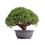 Juniperus chinensis Kishu, 25 cm, ± 18 jaar