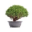 Juniperus chinensis Kishu, 25 cm, ± 18 anni