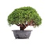 Juniperus chinensis Kishu, 25 cm, ± 18 anni