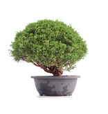 Juniperus chinensis Kishu, 25 cm, ± 18 jaar