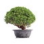 Juniperus chinensis Kishu, 25 cm, ± 18 anni