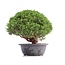 Juniperus chinensis Kishu, 25 cm, ± 18 años