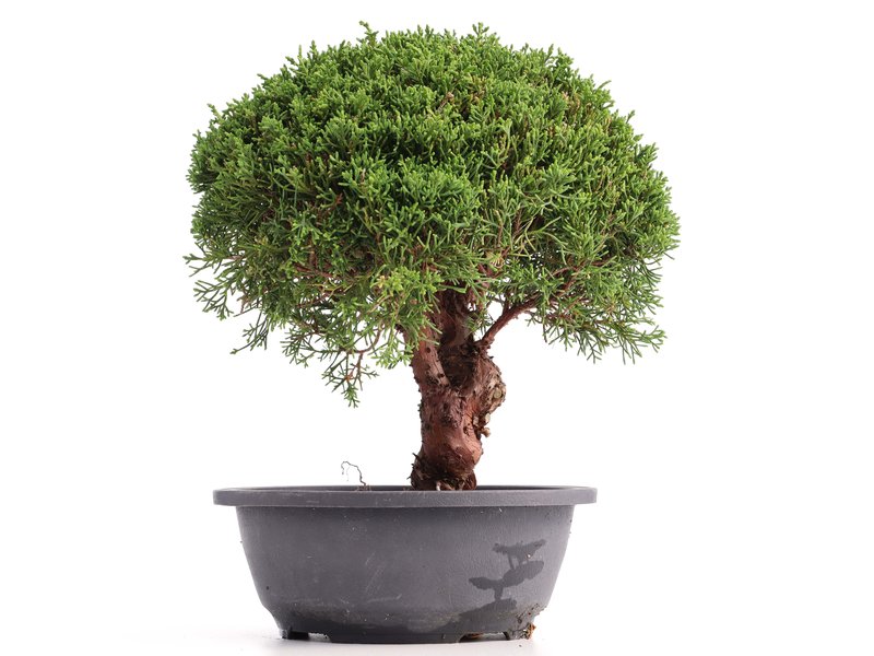 Juniperus chinensis Kishu, 27 cm, ± 18 jaar