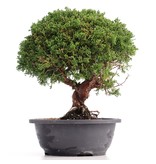 Juniperus chinensis Kishu, 27 cm, ± 18 Jahre alt