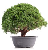 Juniperus chinensis Kishu, 26 cm, ± 18 Jahre alt