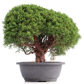 Juniperus chinensis Kishu, 27 cm, ± 18 anni