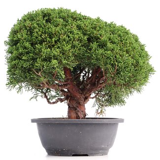 Juniperus chinensis Kishu, 27 cm, ± 18 años