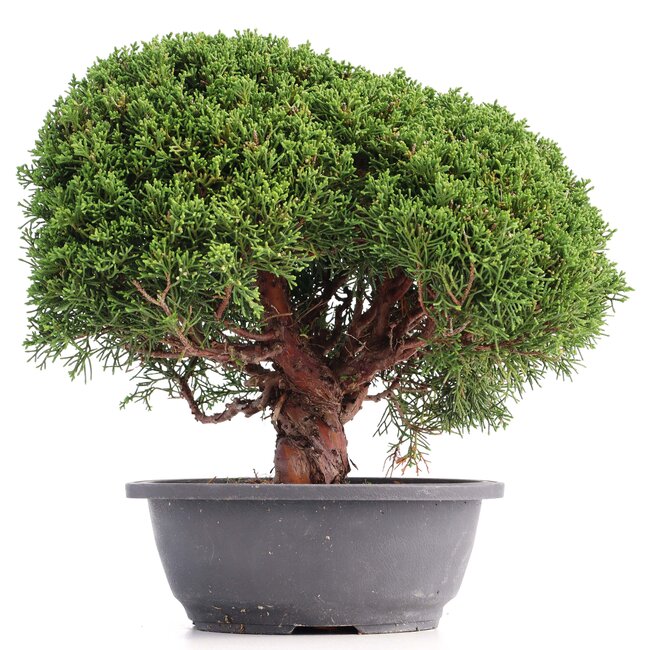 Juniperus chinensis Kishu, 27 cm, ± 18 jaar